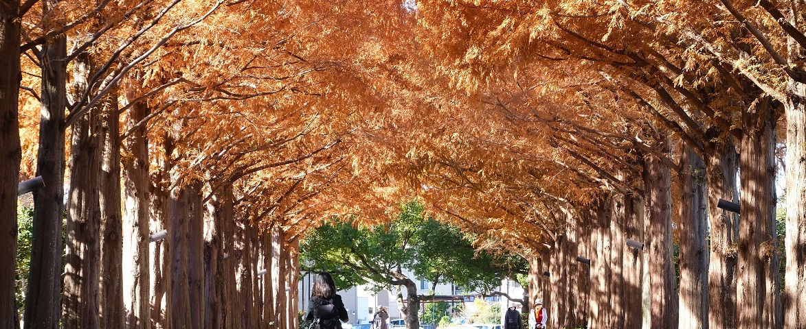 平塚市総合公園 メタセコイアの並木